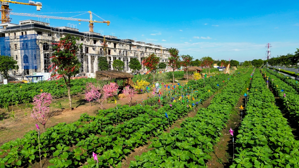 Sắp mở cửa Vườn hoa Hướng Dương rộng 12.000m2 tại TP. Hồ Chí Minh