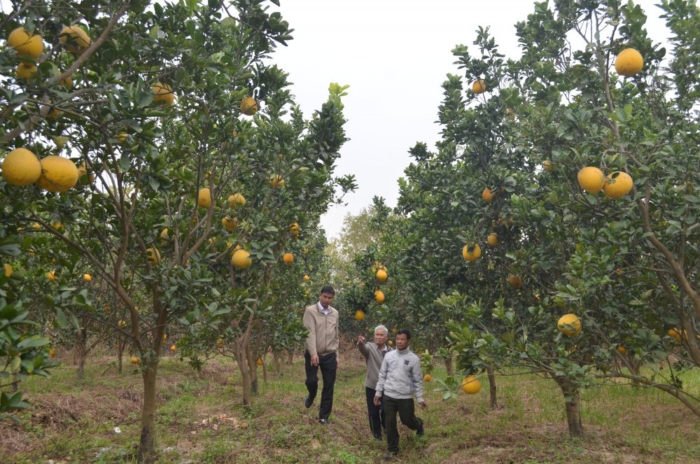 Bưởi diễn Ấp Tre hút khách trước thềm Tết Nguyên đán 2023