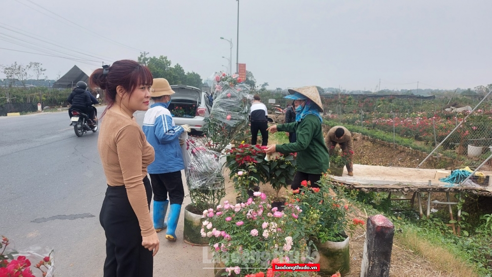 Chợ hoa Mê Linh nhộn nhịp trước thềm Tết Nguyên đán Quý Mão 2023