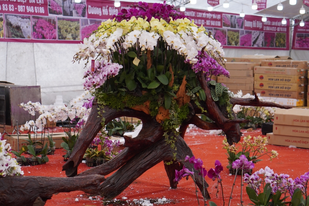 Hoa lan hồ điệp bonsai trồng trên gỗ lũa giá hàng trăm triệu hút khách Thủ đô