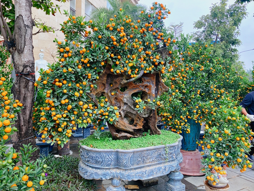 Những mẫu cây độc lạ hút khách Thủ đô dịp Tết