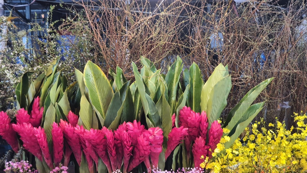 Lung linh sắc Xuân từ chợ hoa Quảng Bá