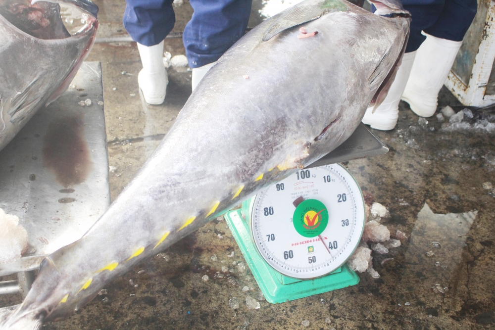 Cá ngừ đại dương nặng hàng chục kg chuẩn bị được cấp đông trước khi đưa lên xe tải của các thương lái thu mua. (Ảnh: Hương Thảo)