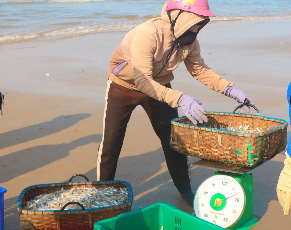 Ngư dân Hà Tĩnh - Quảng Bình trúng mùa cá đầu năm