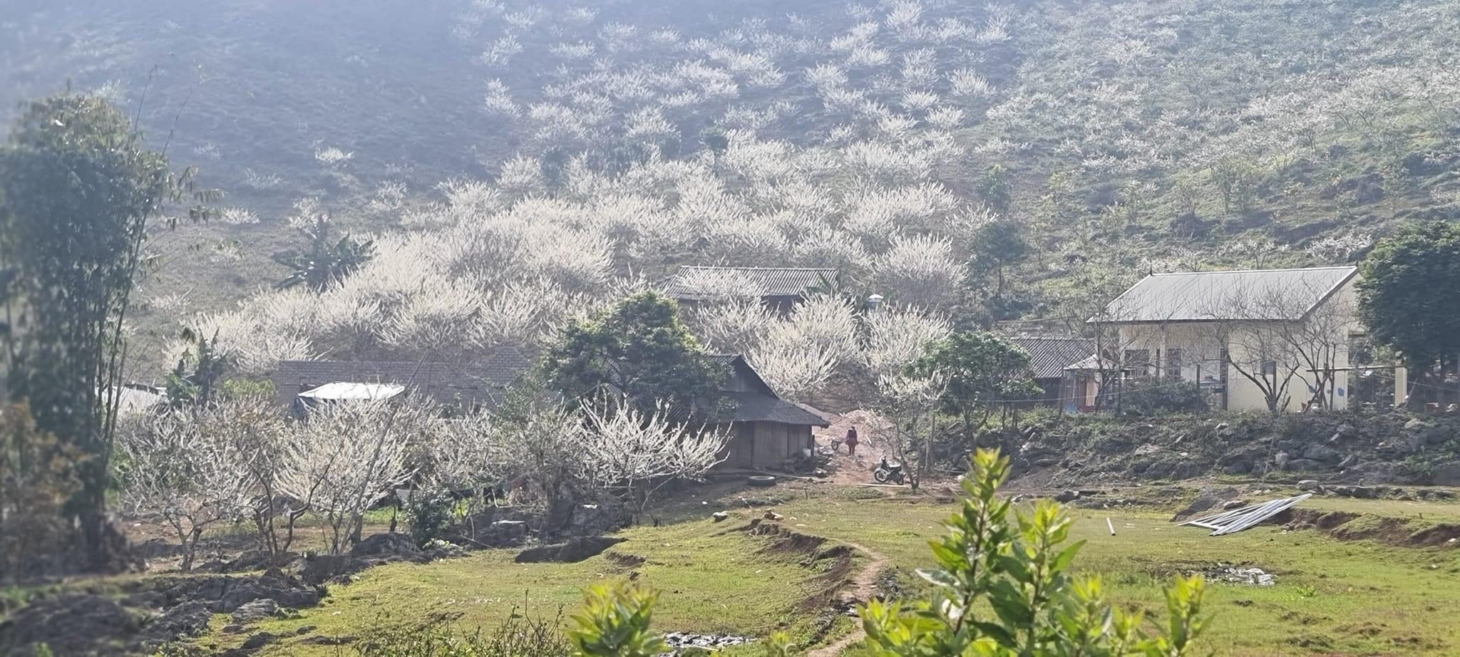 Hoa mận nở rộ, phủ trắng cao nguyên Mộc Châu và vùng núi Vân Hồ