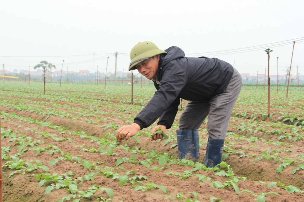 Nông dân huyện Mê Linh tích cực xuống đồng sản xuất đầu năm