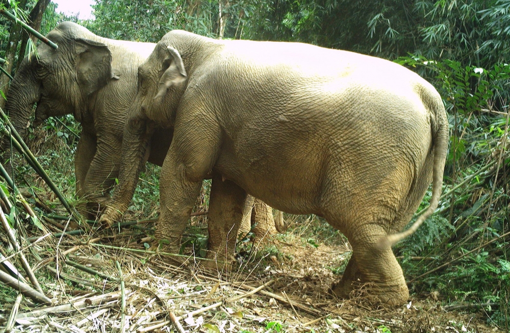 Vườn quốc gia Vũ Quang - Hà Tĩnh: Bẫy ảnh ghi được hình voi rừng