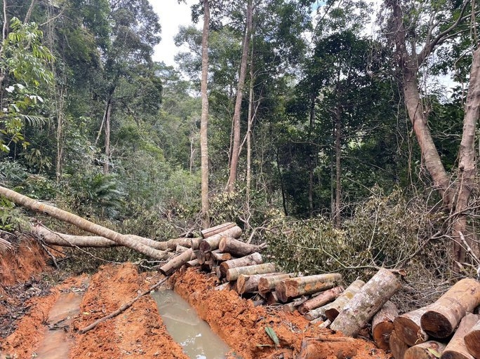 Hiện trường vụ phá rừng tại xã Ninh Ích (thị xã Ninh Hòa). (Ảnh: Hạt kiểm lâm Ninh Hòa)