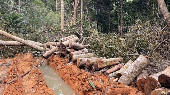 Khánh Hòa: Khởi tố vụ án phá rừng hàng chục m3 gỗ