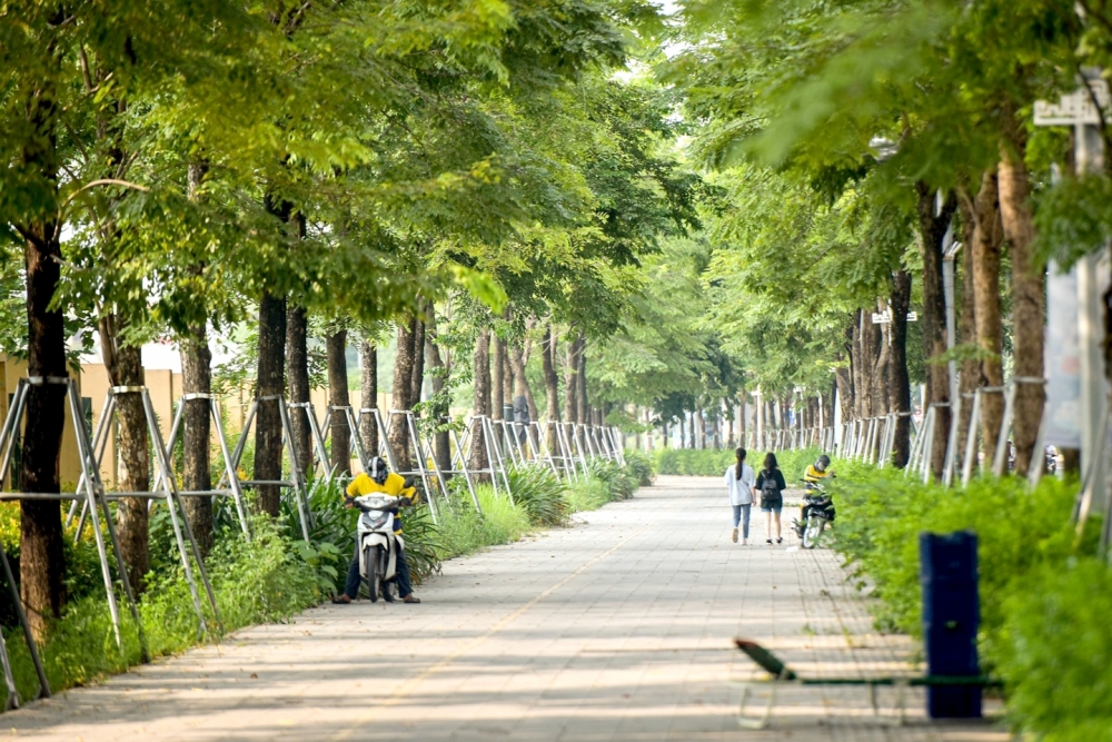 Hà Nội: Rà soát, thay thế cây xanh có nguy cơ gãy đổ trước mùa mưa bão