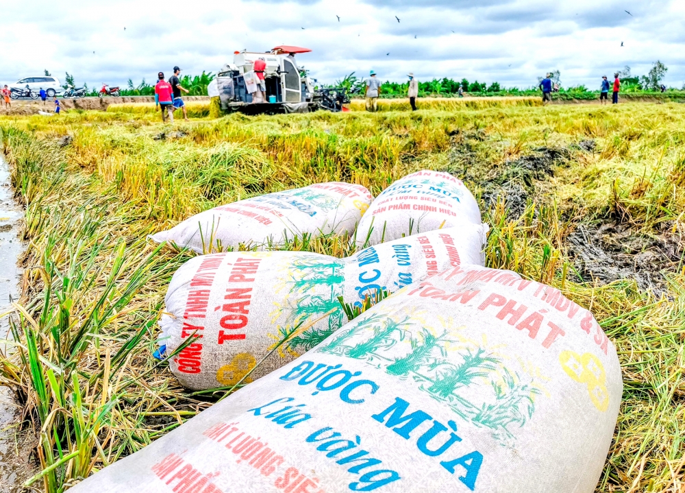 Nâng cao giá trị của gạo Việt Nam