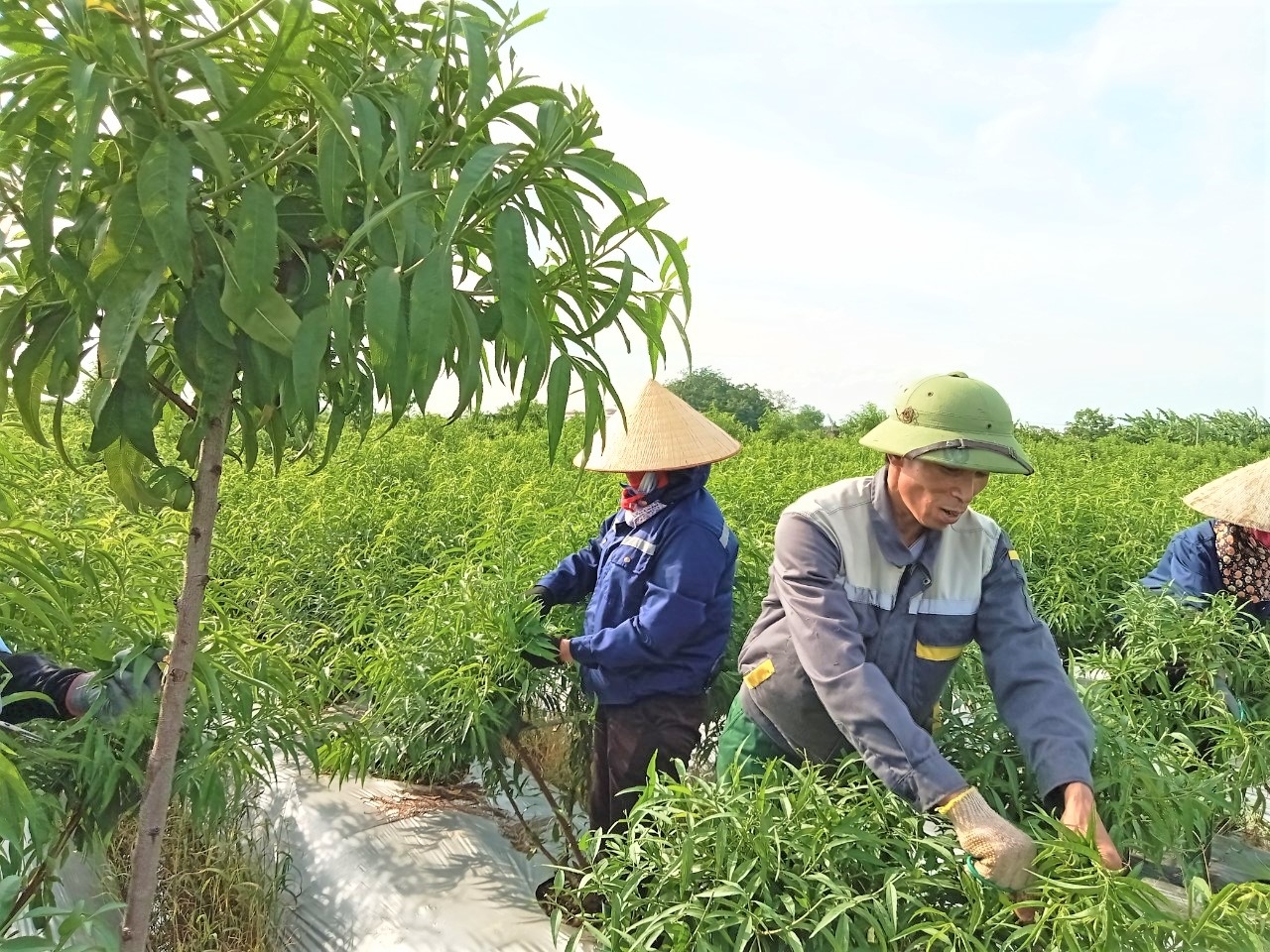 Làm giàu từ những gốc hoa đào đón xuân