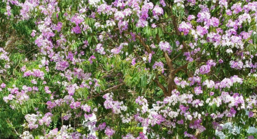 Hoa bằng lăng khi nở có màu tím đậm, đôi khi pha màu hồng nhạt, thường nở thành chùm lớn ở đầu mỗi cành.  (Ảnh: Chùa Pháp Sơn)
