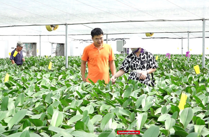 Hà Nội: Gặt hái nhiều kết quả tích cực trong xây dựng nông thôn mới