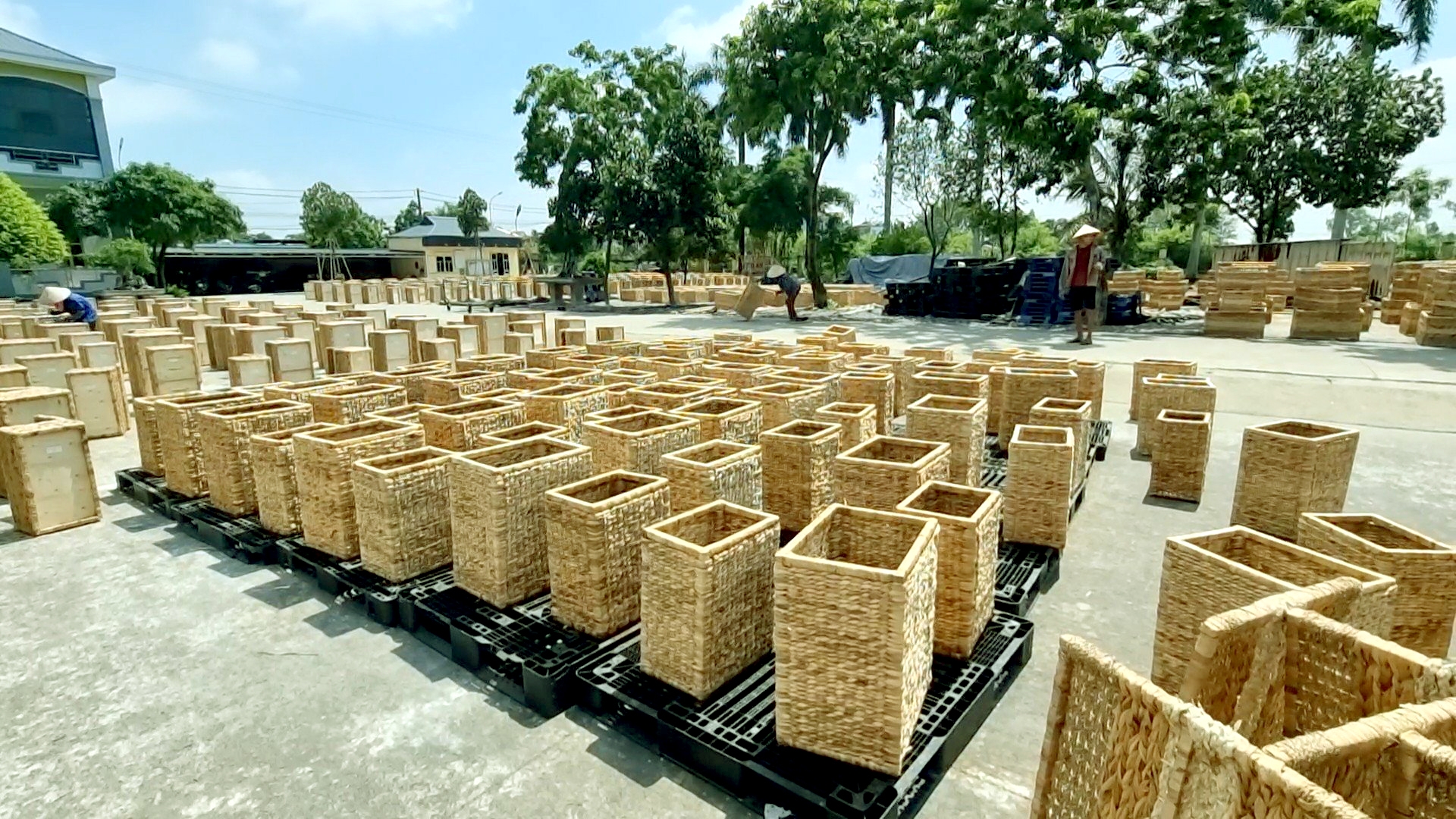 Độc đáo làng nghề cỏ tế Phú Túc