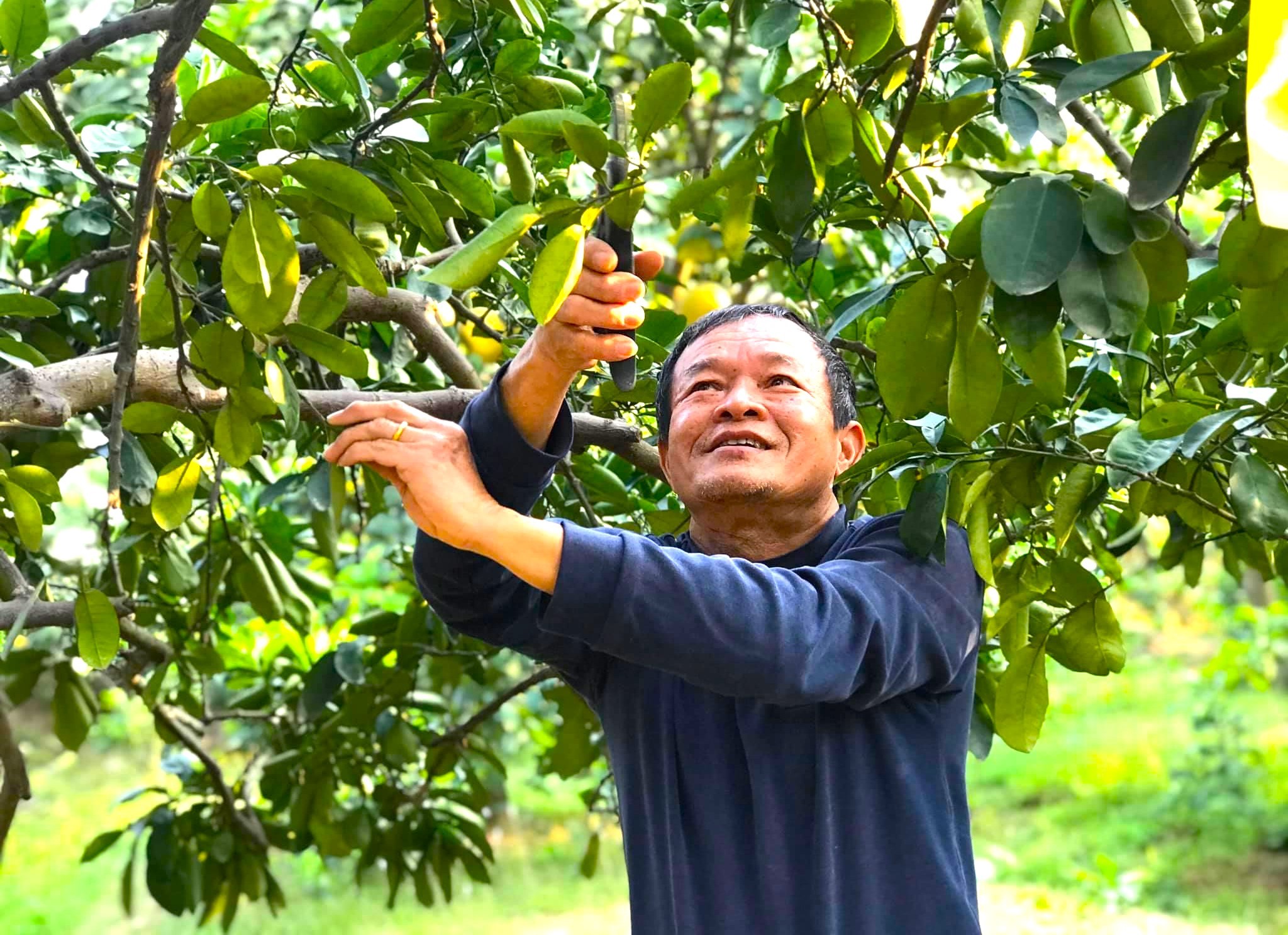 Người tiên phong đưa cây bưởi về Thượng Mỗ