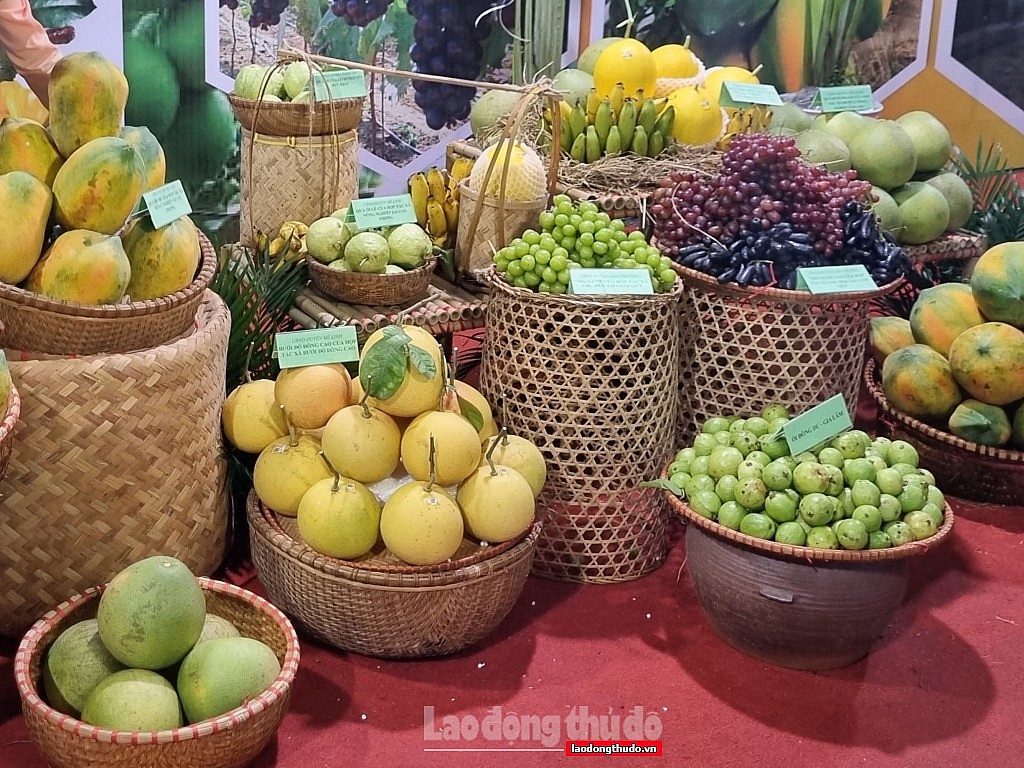 Gần 50 doanh nghiệp tham gia Tuần hàng trái cây, nông sản các tỉnh, thành phố tại Hà Nội năm 2023