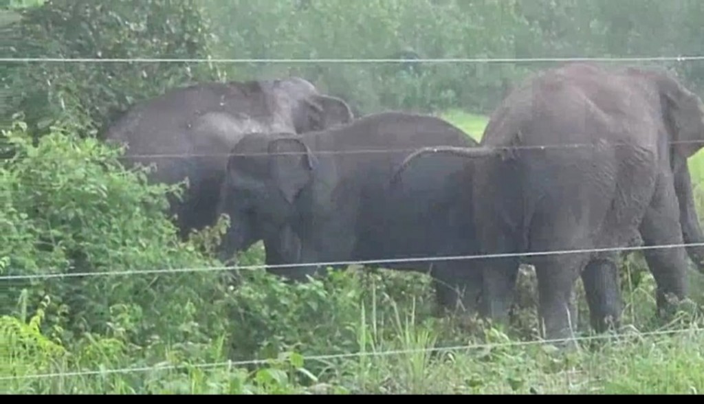 Đặt bẫy ảnh để quản lý đàn voi rừng ở Đồng Nai