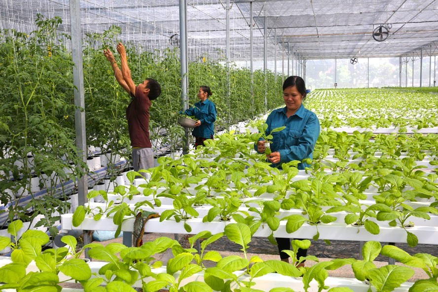 Mô hình trồng rau an toàn chất lượng cao tại xã Yên Mỹ