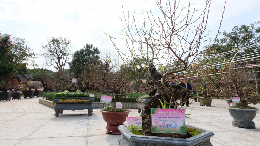 Hà Nội lần đầu tiên tổ chức Hội thi hoa đào truyền thống cấp Thành phố