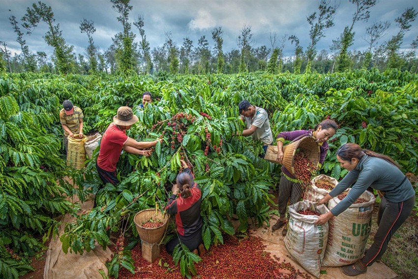 Bảo tàng Thế giới Cà phê tổ chức triển lãm  “Buôn Ma Thuột - Vùng đất của hạt cà phê Robusta ngon nhất thế giới”