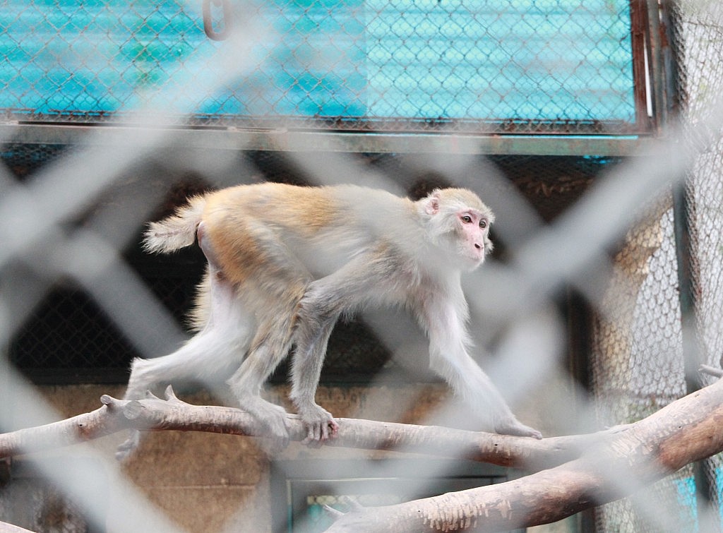 Vườn thú Hà Nội khẳng định làm tốt công tác chăm sóc, nuôi dưỡng động vật
