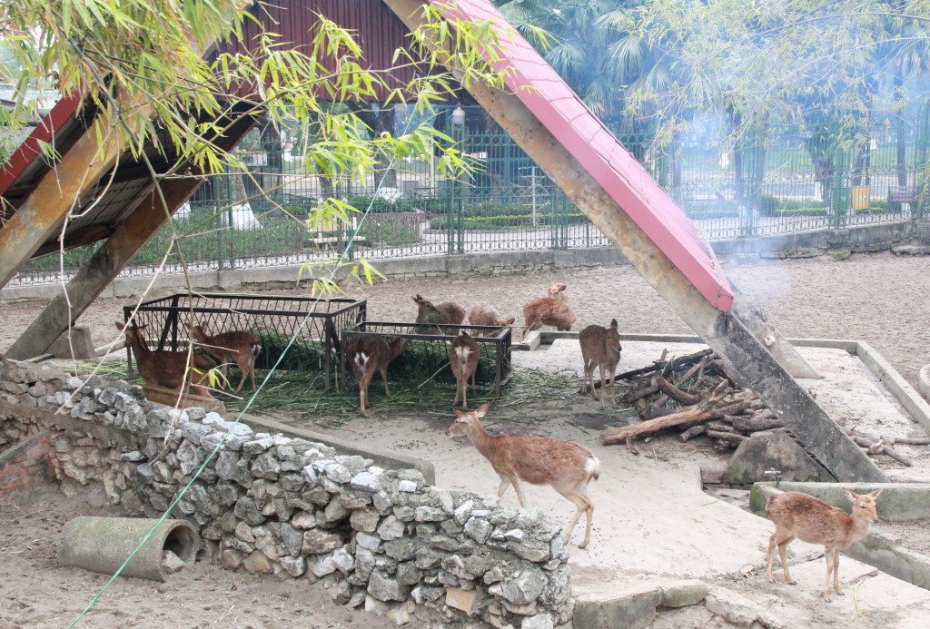 Thực hư câu chuyện chăm sóc động vật tại Vườn thú Hà Nội