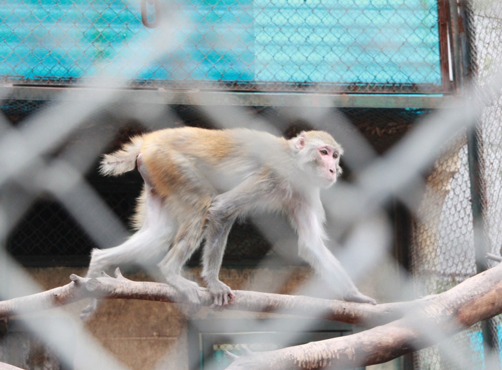 Vườn thú Hà Nội khẳng định làm tốt công tác chăm sóc, nuôi dưỡng động vật