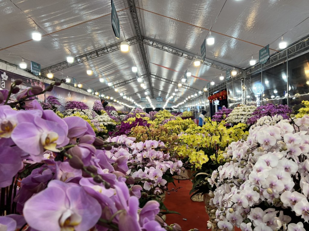 Thị trường hoa lan rộn ràng đón Tết Nguyên đán Giáp Thìn