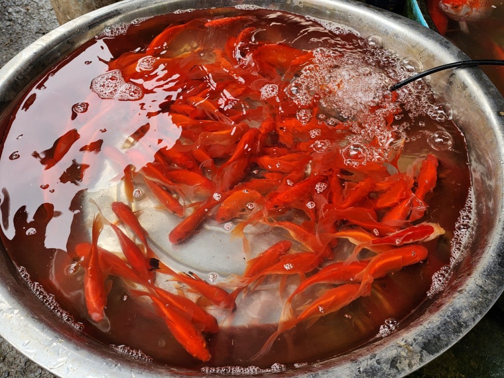 Chợ dân sinh nhuộm sắc đỏ cá chép trước ngày tiễn ông Công ông Táo “về trời”