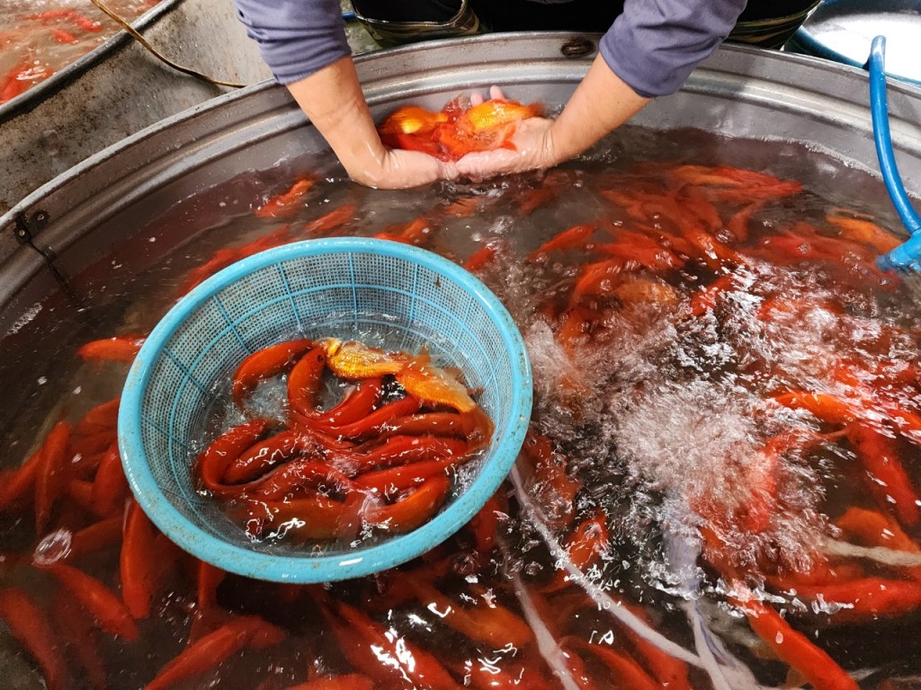 Chợ dân sinh nhuộm sắc đỏ cá chép trước ngày tiễn ông Công ông Táo “về trời”