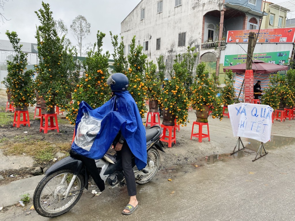 Nghệ An: Thời tiết mưa lạnh, quất đào giảm giá kịch sàn vẫn ế khách mua