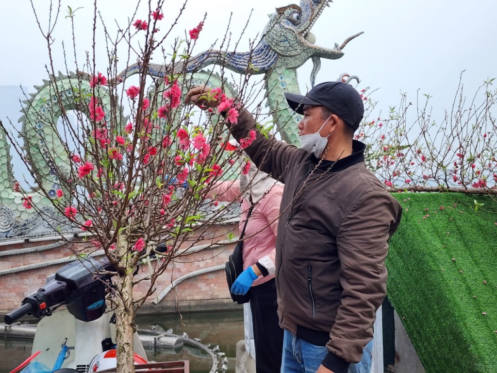 Sắc thắm hoa đào Nhật Tân