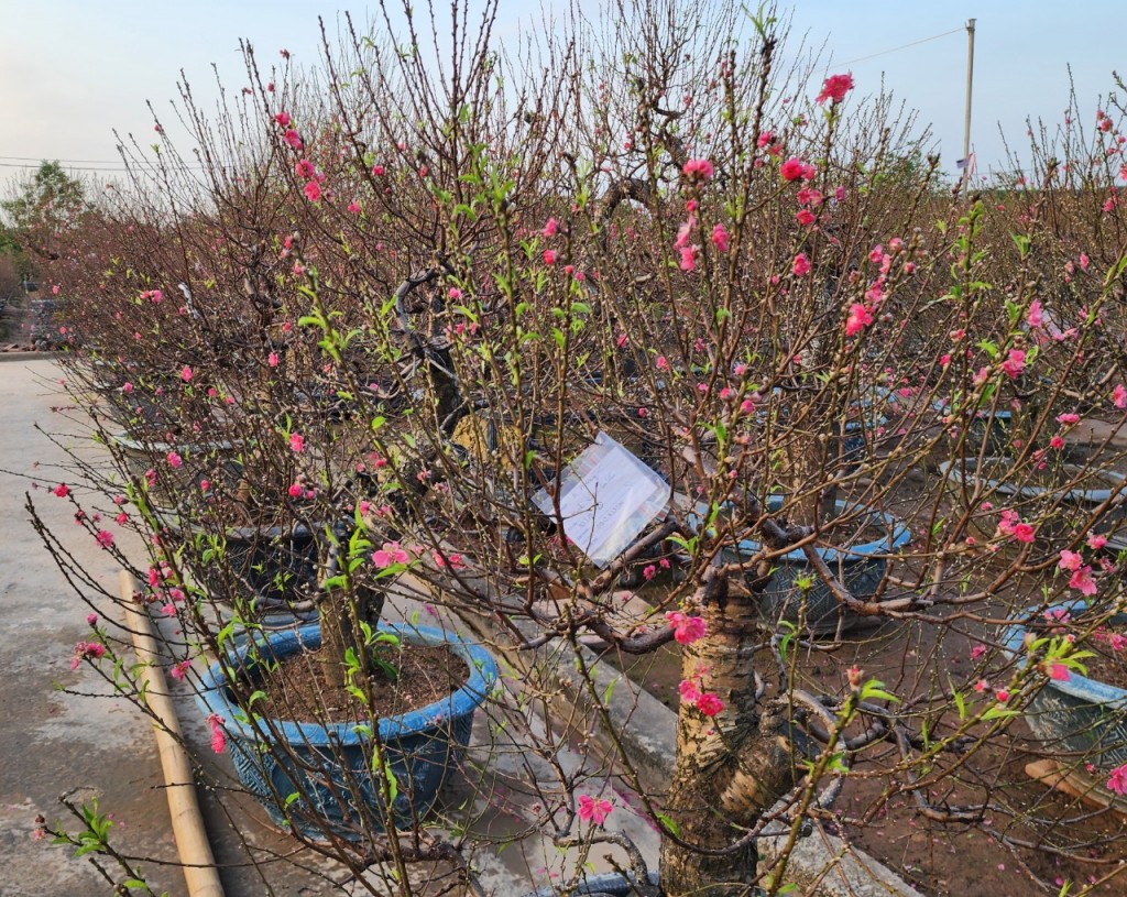 Sắc thắm hoa đào Nhật Tân