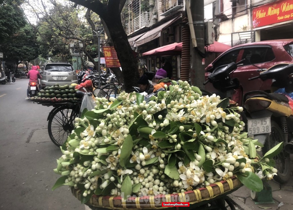 Hoa bưởi đầu mùa tỏa hương khắp phố phường Hà Nội