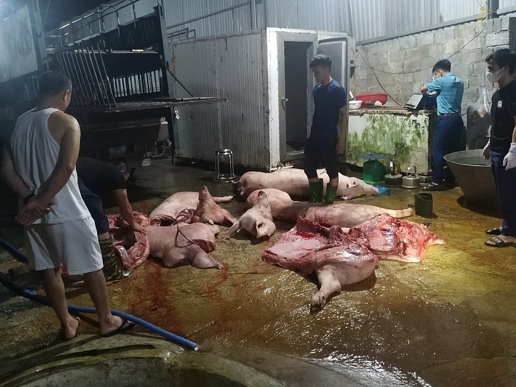 Ngăn chặn hơn 1,1 tấn cá thể lợn, thịt lợn mắc dịch tả lợn châu Phi