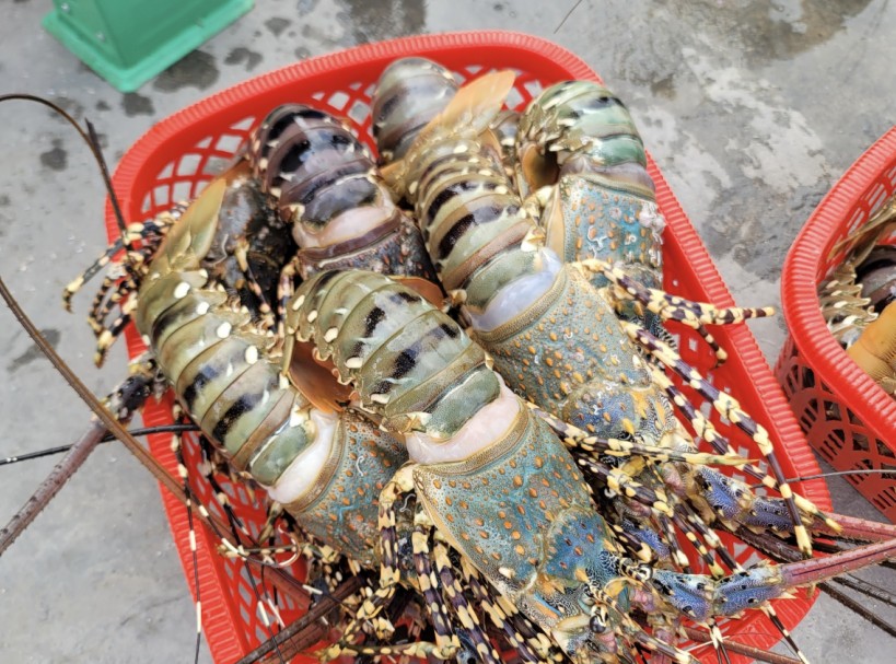 Vì sao tôm hùm nuôi ở Khánh Hòa chết hàng loạt?