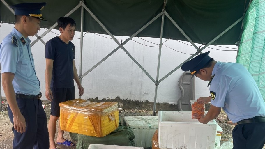 Thu giữ gần 1 tấn trứng gà non tại thành phố Móng Cái