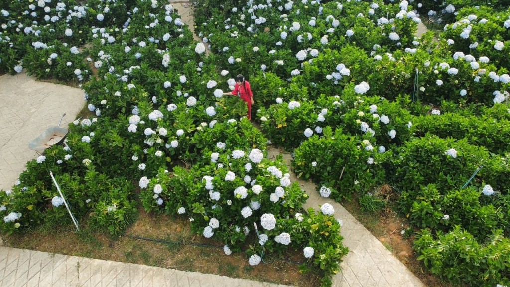Thời điểm từ tháng 5 đến đầu tháng 8 là lúc hoa cẩm tú cầu nở rộ nhất. Đây cũng là lúc du khách từ khắp nơi đổ về thành phố ngàn hoa để check in và ngắm cẩm tú cầu đua nở. (Ảnh: Hương Thảo)