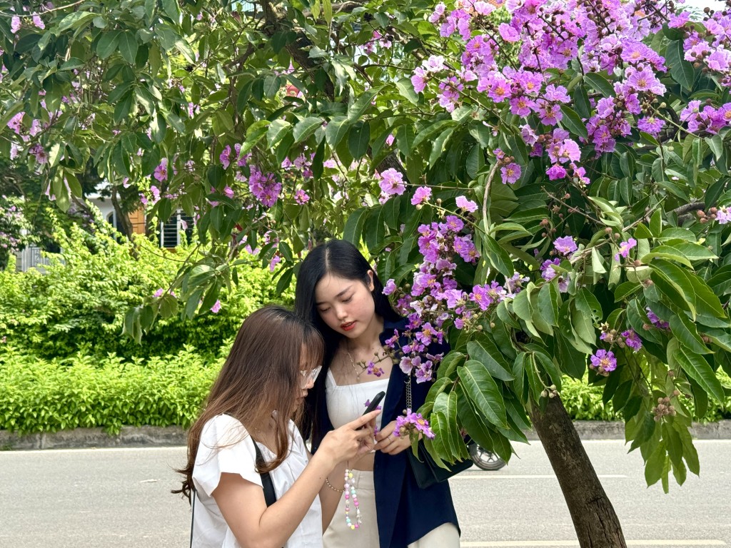 Đắm chìm trong sắc hoa bằng lăng “nhuộm tím” cả đường phố Hà Nội