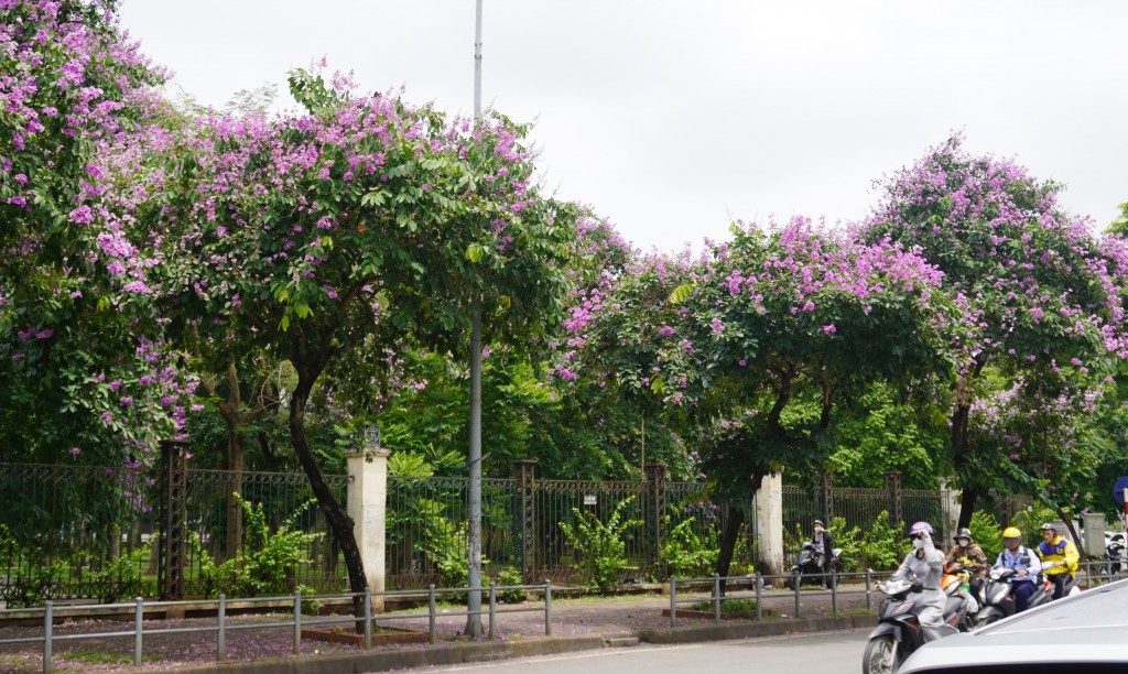 Đắm chìm trong sắc hoa bằng lăng “nhuộm tím” cả đường phố Hà Nội