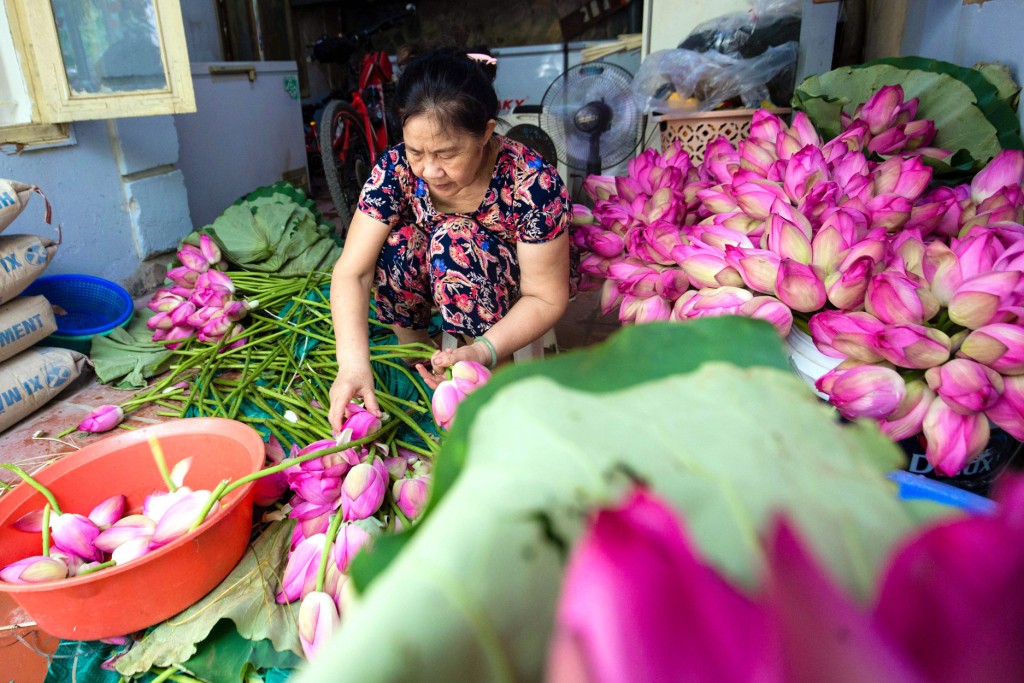 Giữ hương trà sen Tây Hồ