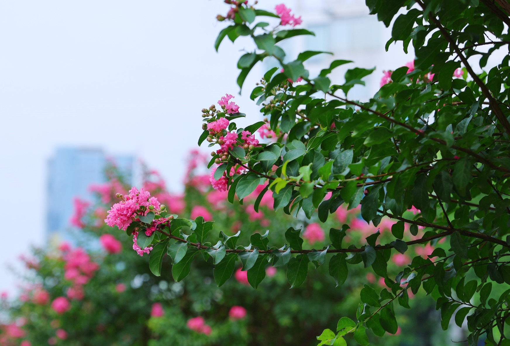 Ngắm hoa tường vi khoe sắc trên phố phường Hà Nội