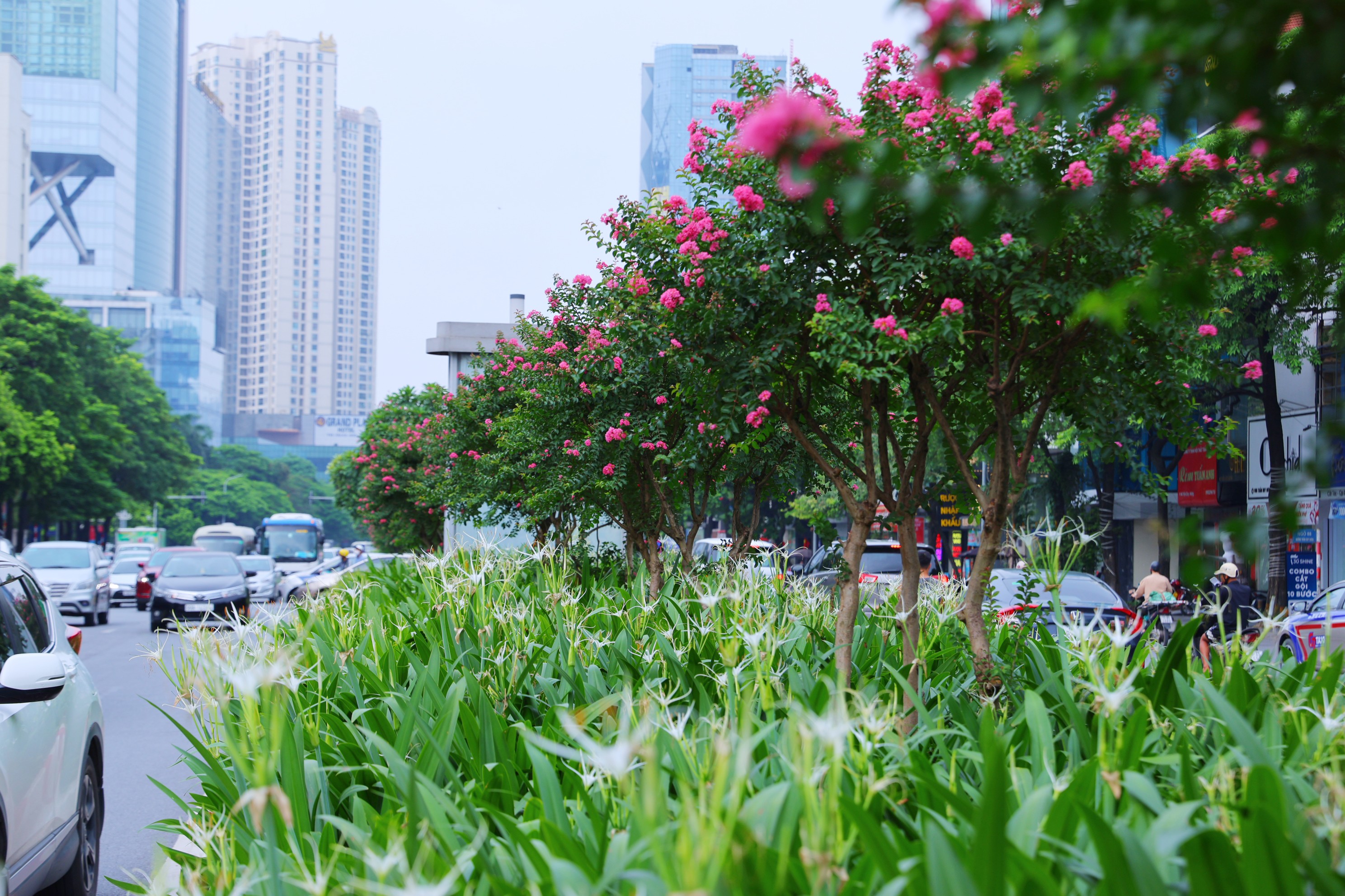 Ngắm hoa tường vi khoe sắc trên phố phường Hà Nội