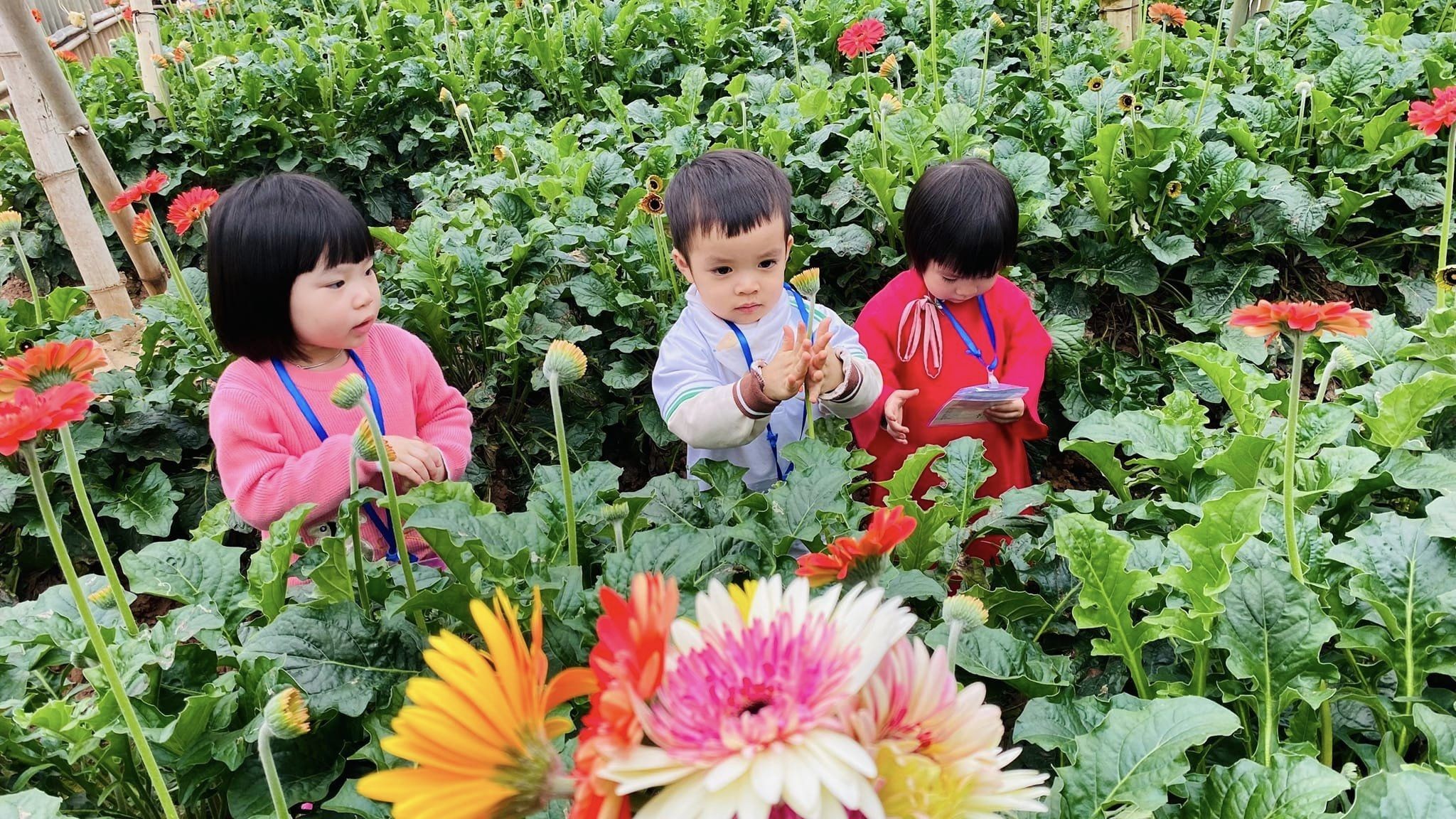 Đan Phượng có một loại hoa “hái ra tiền”