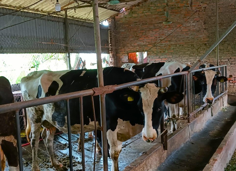 Trở thành nông dân giỏi nhờ mô hình nuôi bò sữa