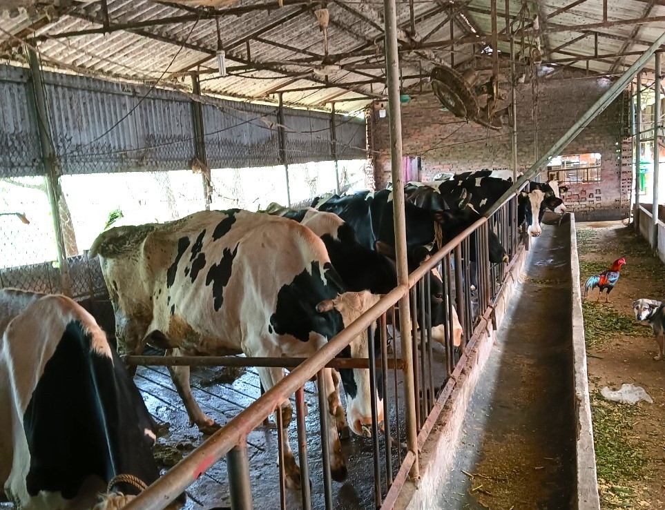 Trở thành nông dân giỏi nhờ mô hình nuôi bò sữa
