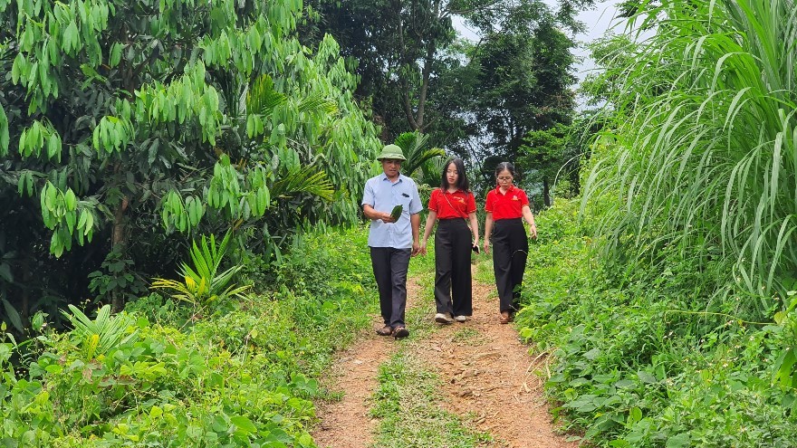 Cán bộ Agribank thăm vùng nguyên liệu quế tại Yên Bái của Công ty cổ phần Prosi Thăng Long