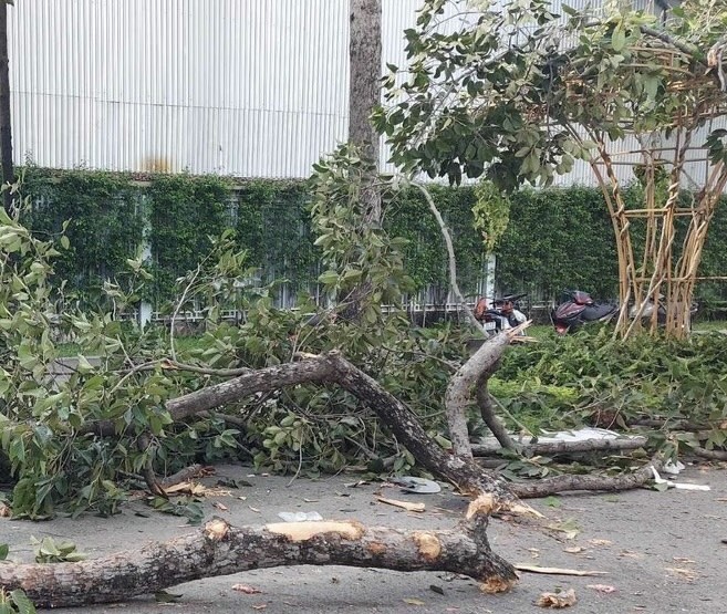 TP.HCM: Cây xanh cao hơn 10m gãy cành trong Công viên Tao Đàn, 2 người tử vong