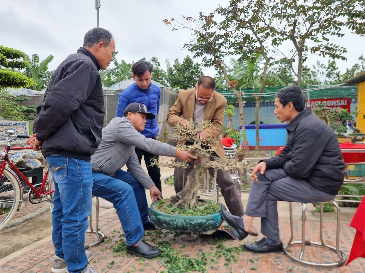 Nông dân làm giàu từ mô hình bonsai tiền tỷ